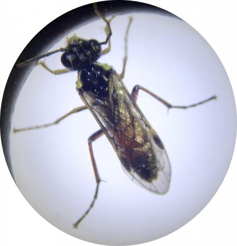 Réf. 264 815 : Aglaostigma aucupariae